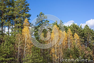 A beautiful autumn forest against a blue sky with clouds. Green pines and yellow birches in a forest clearing Stock Photo