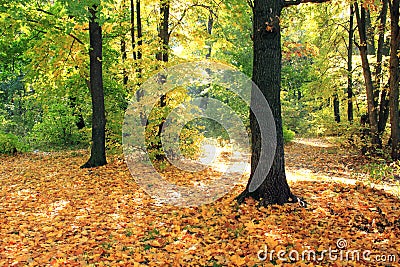 Beautiful autumn forest. Fall scene. Beautiful Autumnal park. Greenwood. Stock Photo