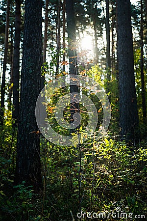 Beautiful autumn forest in the morning sunlight Stock Photo