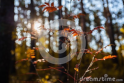 Beautiful autumn forest in the morning sunlight Stock Photo