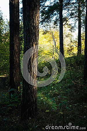 Beautiful autumn forest in the morning sunlight Stock Photo