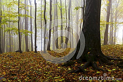 Beautiful autumn forest on the mountain cliffs. Stock Photo