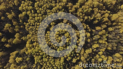 Beautiful autumn forest with yellow and red trees, aerial top view. Clip. Beautiful Taiga forest in autumn season Stock Photo