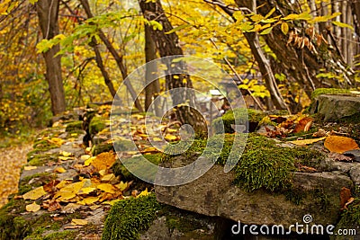 Beautiful autumn landscape. Autumn gradient of flowers. Colorful foliage on the trees Stock Photo