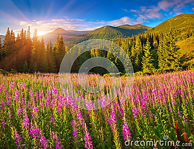 Beautiful autumn landscape in mountains with pink flowers. Stock Photo