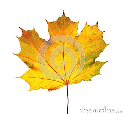 Beautiful autumn leaf on white background Stock Photo