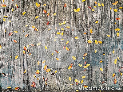 Autumn leaves on concrete floor. Stock Photo