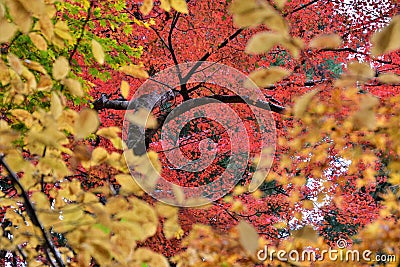 Beautiful autumn leaves, with contrasting yellows and reds. Stock Photo