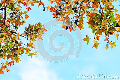 Beautiful autumn leaves and sky background in fall season, Stock Photo