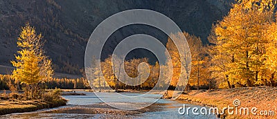 A beautiful autumn mountain landscape with sunlit poplars and blue river. Autumn forest with fallen leaves. Stock Photo