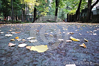 Beautiful autumn park. Autumn in Italy. Autumn trees and leaves Stock Photo