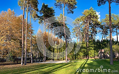 Beautiful autumn park with tall pines and fall color foliage on lindens Stock Photo