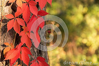 Beautiful autumn red Boston ivy leaves in sunlight on tree close up. Fall background, texture with copyspace Stock Photo