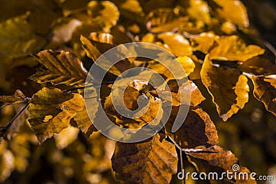 Beautiful autumn scene, colorful forest in the mountains Stock Photo