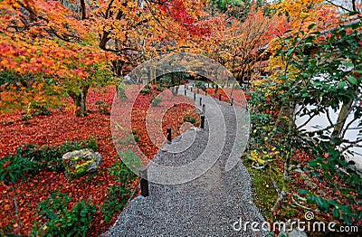 Beautiful autumn scenery of colorful foliage of fiery maple trees and fallen leaves by a gravel trail in the garden in Kyoto, Japa Stock Photo