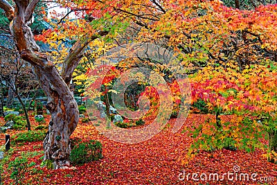Beautiful autumn scenery of colorful foliage of fiery maple trees and a red carpet of fallen leaves in a garden in Kyoto Stock Photo
