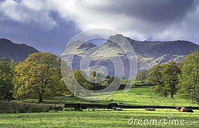 Beautiful autumn sunlight shining on Lake District mountains with trees and cows in the valley Stock Photo