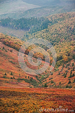 Beautiful autumn in Ukraine. Mountain hills covered red carpet leaves Stock Photo