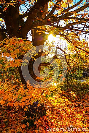 Beautiful, autumnal background with canopy of leaves and branches Stock Photo