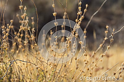 Beautiful Autumnal Background Wallpaper Meadow Field with Dry Tender Plants Flowers Grass Warm Earthy Tones. Cozy Fall Atmosphere Stock Photo