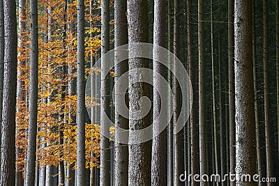 Beautiful autumnal forest Stock Photo