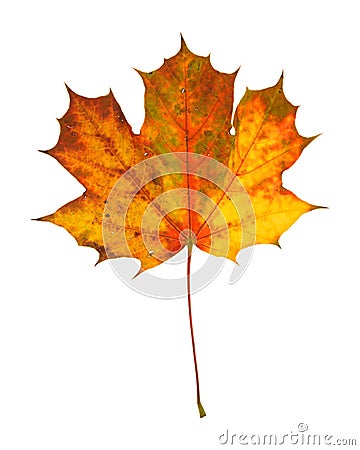 Beautiful autumnal maple leaf Stock Photo