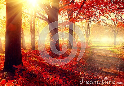 Beautiful autumnal park in sunlight Stock Photo