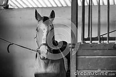 Beautiful Azteca horse in cross ties, black and white Stock Photo