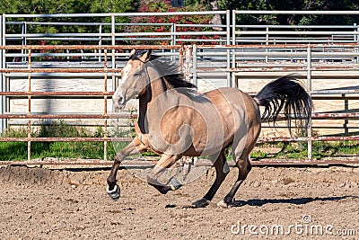 Beautiful azteca horse galloping in pen Stock Photo