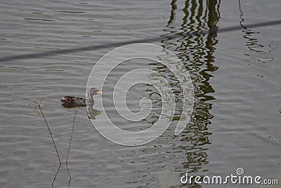 A beautiful baby duck floating across the lake of a park. Black and white feather bird is very sensitive to capture as it drowns. Stock Photo