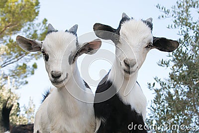 Beautiful baby dwarf goats Stock Photo