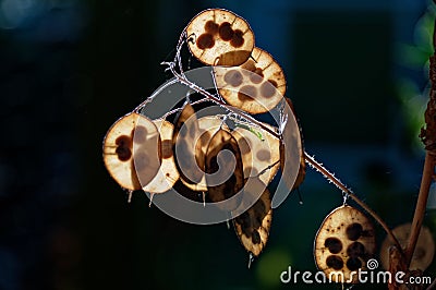 Beautiful back lit honesty seed pod with a hidden preying mantis Stock Photo