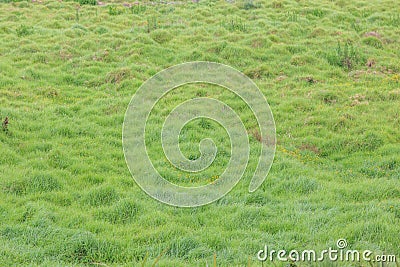 Beautiful background of agriculture green field with tiny flower Stock Photo