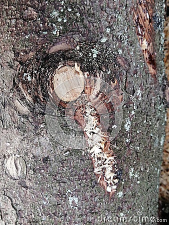 Beautiful background of bark of spruce with sawdust under a bitch on a tree Stock Photo