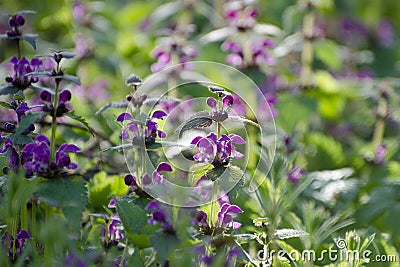 Beautiful background of blooming dead nettles. Wild flowers in the meadow. Collection of medicinal plants Stock Photo