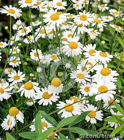 Beautiful background of daisies. Green grass and chamomiles Stock Photo