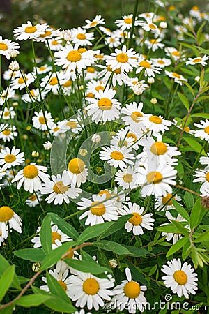 Beautiful background of daisies. Green grass and chamomiles Stock Photo