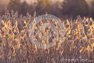 Beautiful background of dry grasses. Reeds, sunset Stock Photo