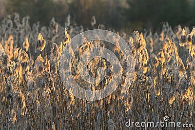 Beautiful background of dry grasses. Reeds, sunset Stock Photo