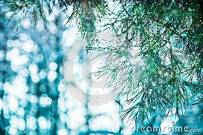 Branches of christmas treewith beautiful bokeh Stock Photo