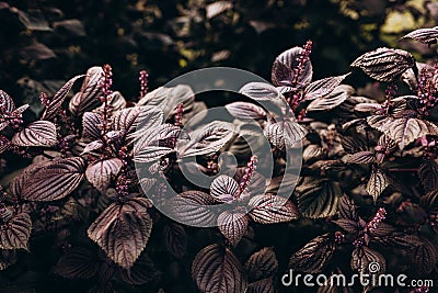 Beautiful background of Shiso leaves, closeup Purple Perilla frutescens leaves. Growing fresh herbs. Stock Photo