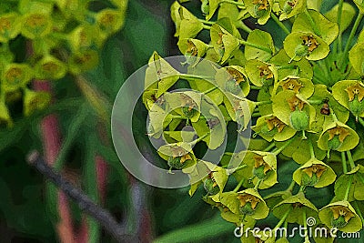 Beautiful background of small green-yellow flowers close up Stock Photo