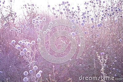Beautiful background of violet shades. A magical and mysterious picture. Stylish postcard Stock Photo