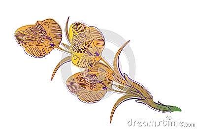 Beautiful background on white for a card, a banner flower crocus Vector Illustration