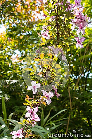 Beautiful backlit clemaits flowers on branches at the gate of the garden Stock Photo