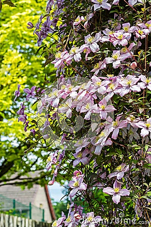 Beautiful backlit clemaits flowers on branches at the gate of the garden Stock Photo