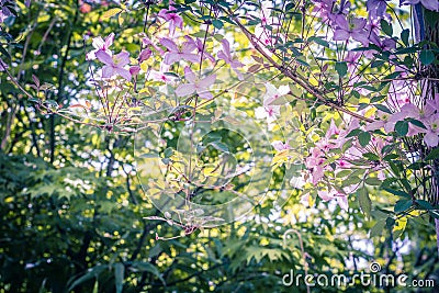 Beautiful backlit clemaits flowers on branches at the gate of the garden, Stock Photo