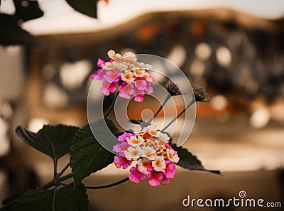 Colourful flowers with background 2 Stock Photo