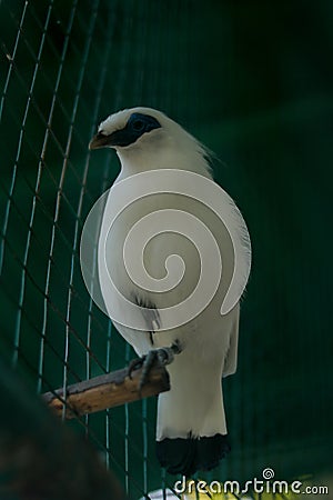 A beautiful Bali Mynah Stock Photo