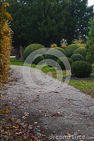 Beautiful ball-shaped green coniferous bushes in the autumn park. Stock Photo